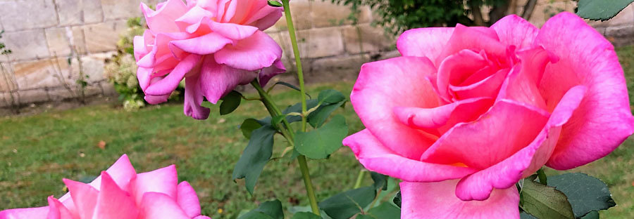 roses-pricing-banner.jpg